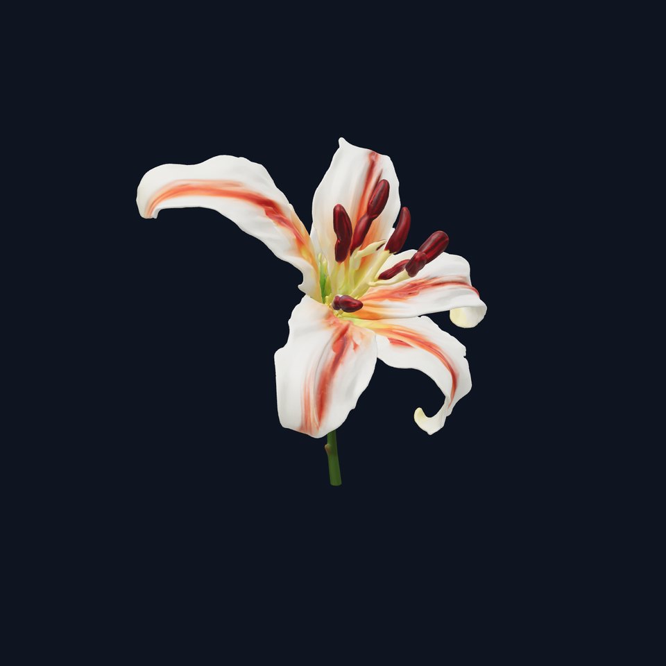 Oriental Lily Flower Realistic Detailed model pack